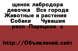 щенок лабродора девочка - Все города Животные и растения » Собаки   . Чувашия респ.,Порецкое. с.